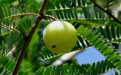 ¿Para qué nos sirve el Triphala?